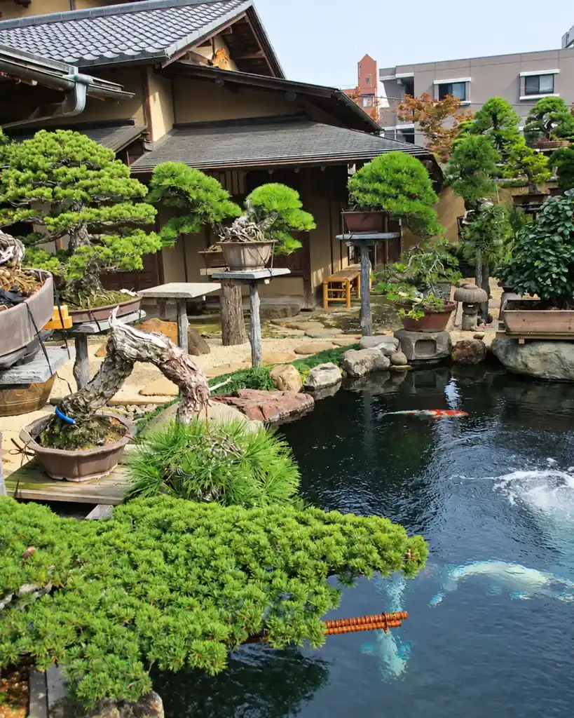 Hundred Islands Koi and Bonsai Garden