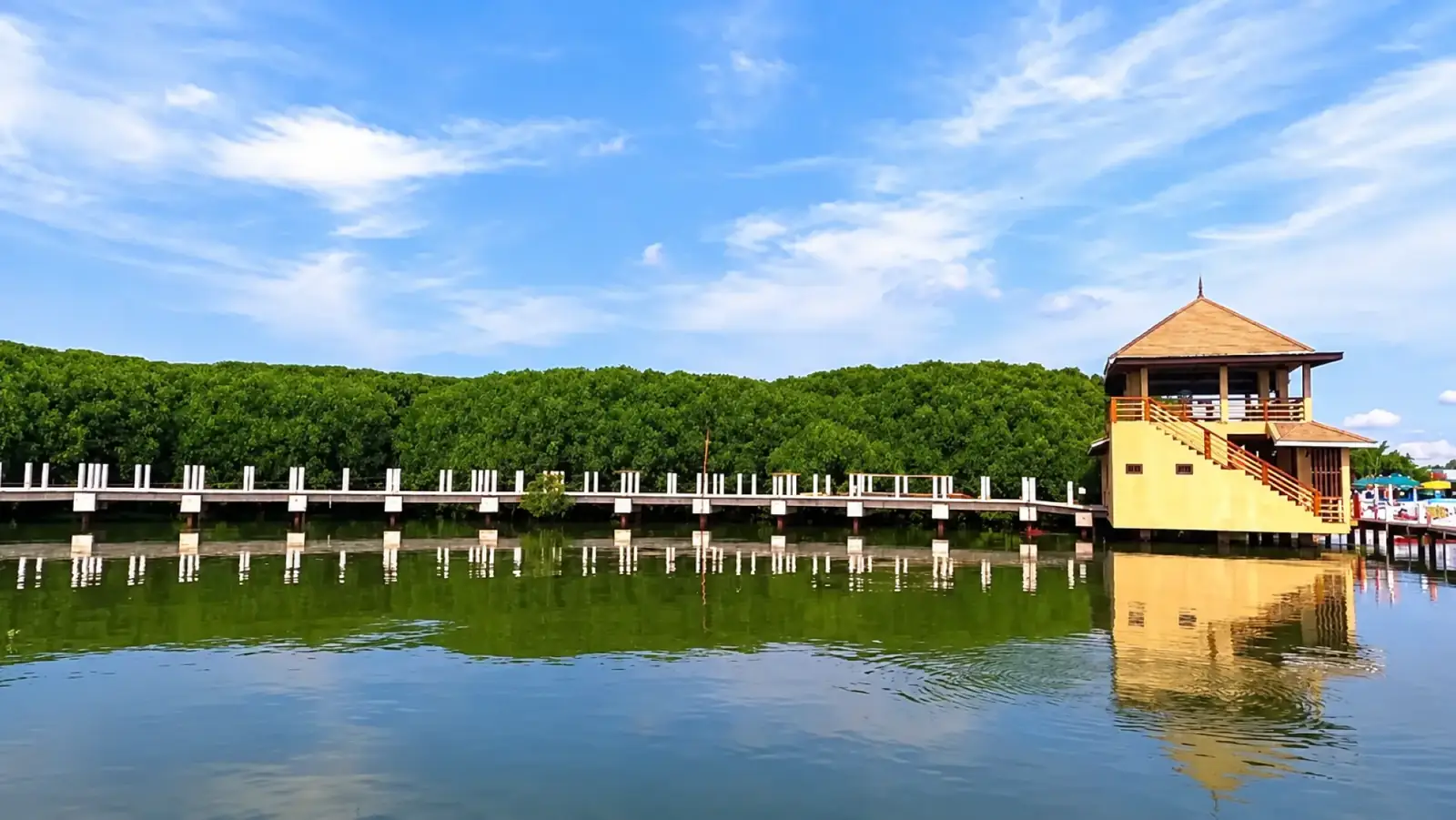 Local mangrove landscape